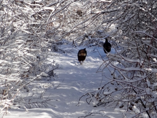 Wild Turkeys on the Trail