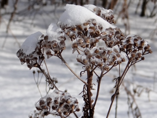 Ice-encrusted Tansy